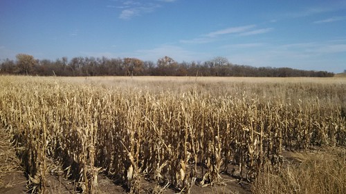Dryland corn