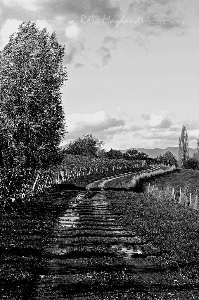 A Late Autumn Walk Through The Vinayards