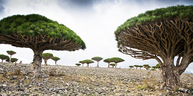Isla de Socotra, Yemen