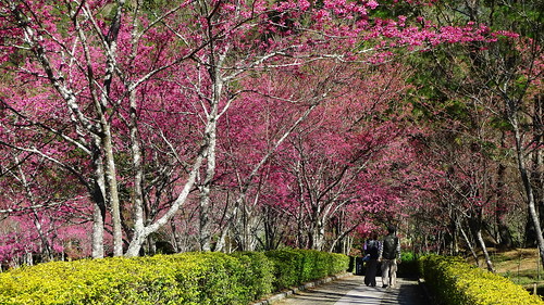 櫻花園盛開。（圖片來源：南投林管處）