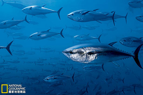 黑鮪魚在地中海的水底箱網中被養肥，以供應愈來愈熱絡的壽司市場。這些鮪魚本來是野生的，牠們被捕捉後，縮減了野生黑鮪可能繁殖群的大小。攝影：Brian Skerry；圖片提供：《國家地理》雜誌中文版2014年3月號