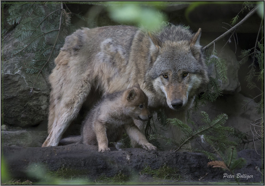 Happy mother with her cub