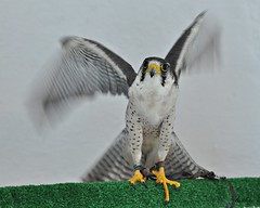 Alfaneque. Falco biarmicus (Nº287 C)