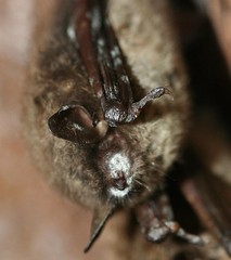 罹患白鼻症候群的蝙蝠。圖片來自：美國地質調查所Paul Cryan。