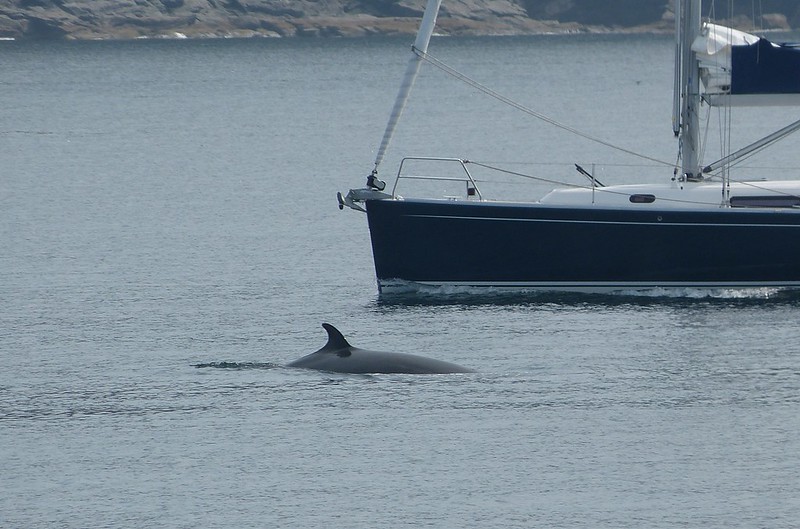 P1050480 - Minke Whale, Isle of Mull
