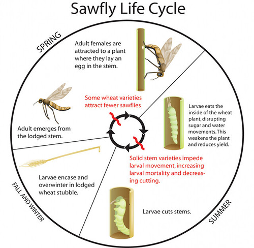 Sawfly lifecycle