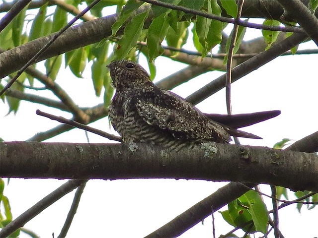 Common Nighthawk at Angler's Pond in Bloomington, IL