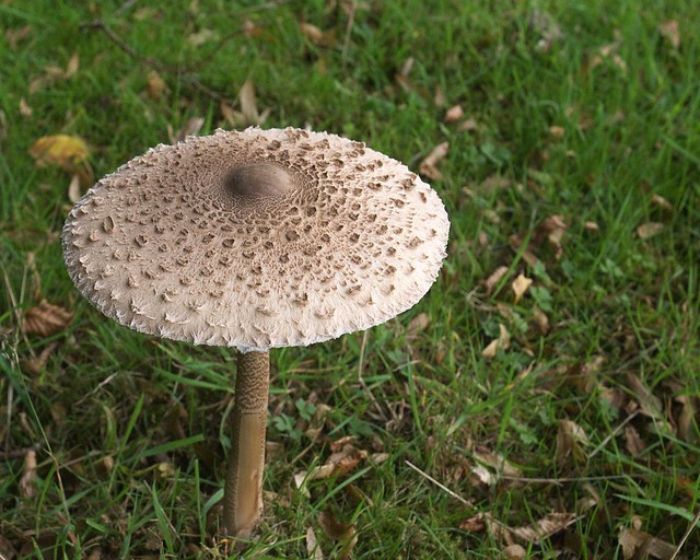 DSC_7170 Macrolepiota procera, Parasol mushroom