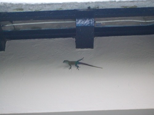 Lizards are a common sight in Bermuda.