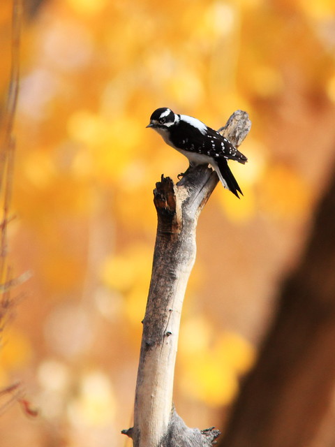 Downy Woodpecker 20131105