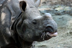 Rhinocerotidae - Rhinoceros
