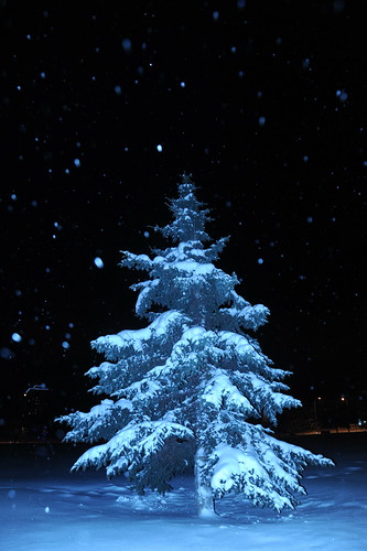 Natural Christmas tree and snowfall, Park Strip, downtown, Anchorage, Alaska, USA by Wonderlane