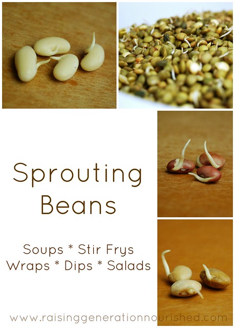 Sprouting Beans For Soups, Stir Frys, Wraps, Dips, and Salads