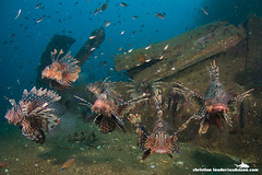 Lionfish on Tug Wreck - Sri Lanka-1