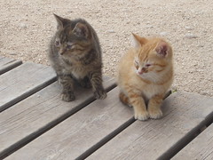 Kittens, Estepona