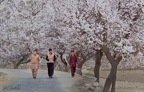 Walk In Cherry Blossom by SMBukhari