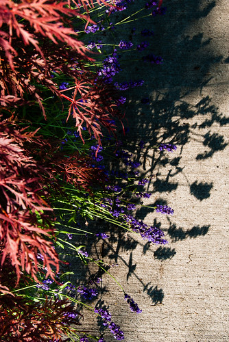 Flora colours and shadows - #185/365 by PJMixer