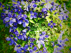 Flowers (Garden)