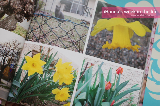 A Week in the Life | Spring Flowers April 2012