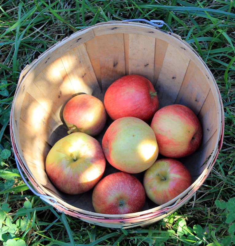 apple orchard 2