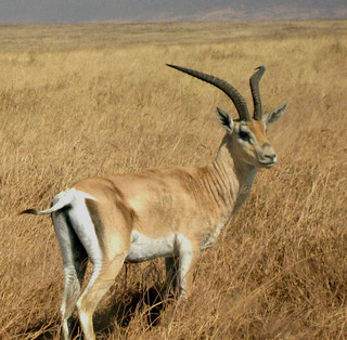 Gazelle (Ngorongoro)