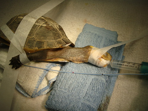 有些原生龜獲救後身體狀況極差，需要很長時間照顧，野放不易。圖為食道胃管手術中的食蛇龜。（圖片來源：吳聲海研究團隊）