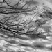 Clouds and Branches