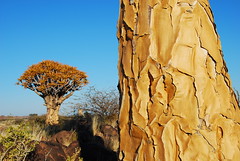 Namibie 2009 - Kalahari & Kokerboom