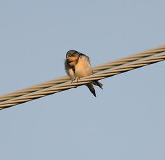barn swallow (hirundo rustica)
