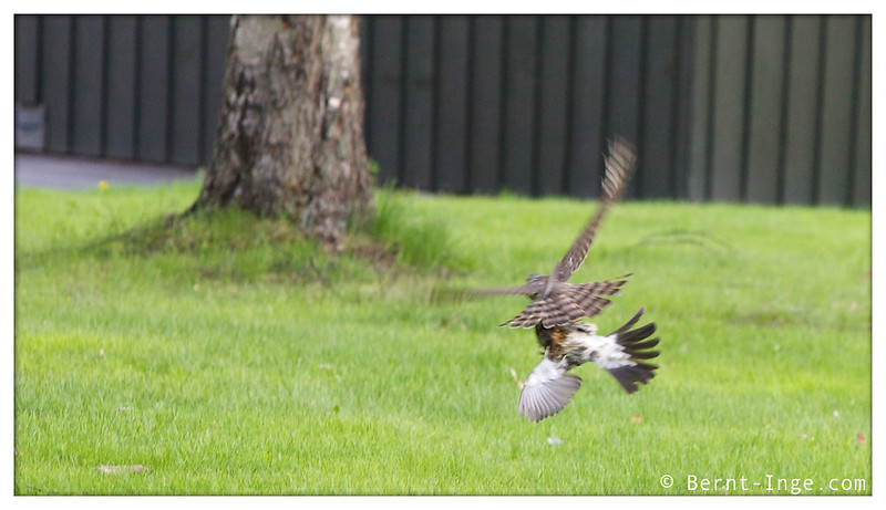 Sparrow Hawk / Spurvehauk