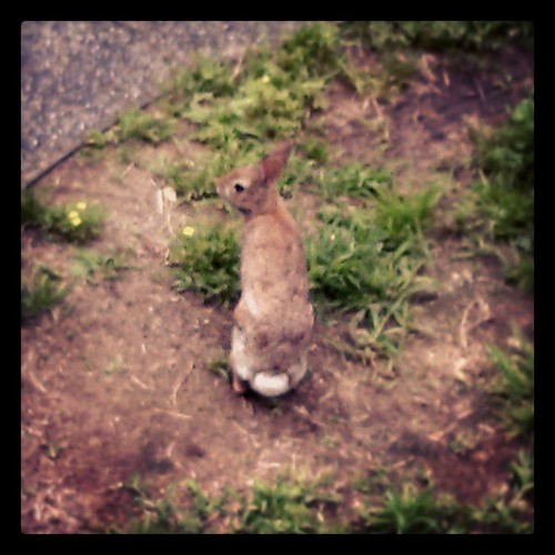 One of our #wildlife residents #rabbit #bunny