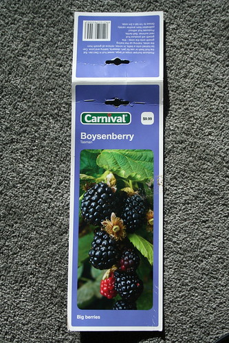 2013-08-06 - Farmlet - 09 - Boysenberry variety Tasman packet