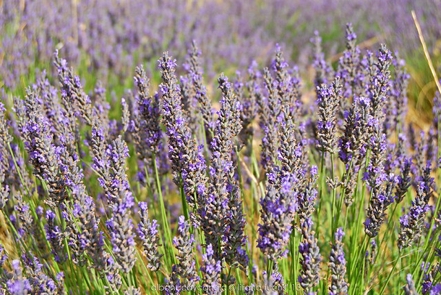 Lavender fields in Murcia