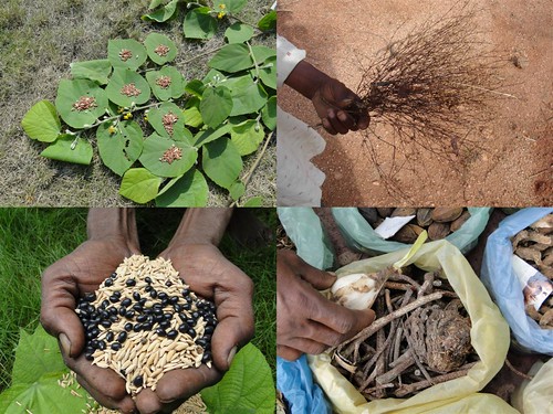 Medicinal Rice Formulations for Diabetes Complications, Heart and Kidney Diseases (TH Group-94) from Pankaj Oudhia’s Medicinal Plant Database by Pankaj Oudhia
