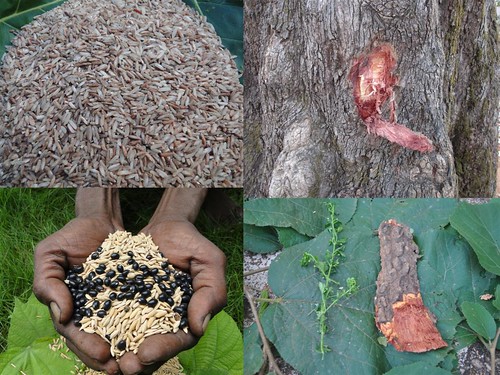 Indigenous Medicinal Rice Formulations for Liver, Heart and Kidney Diseases and Cancer and Diabetes Complications (TH Group-115) from Pankaj Oudhia’s Medicinal Plant Database by Pankaj Oudhia