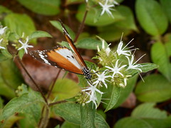 Butterflies - Liberia 2013