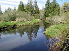 Theler Wetlands, Belfair Washington