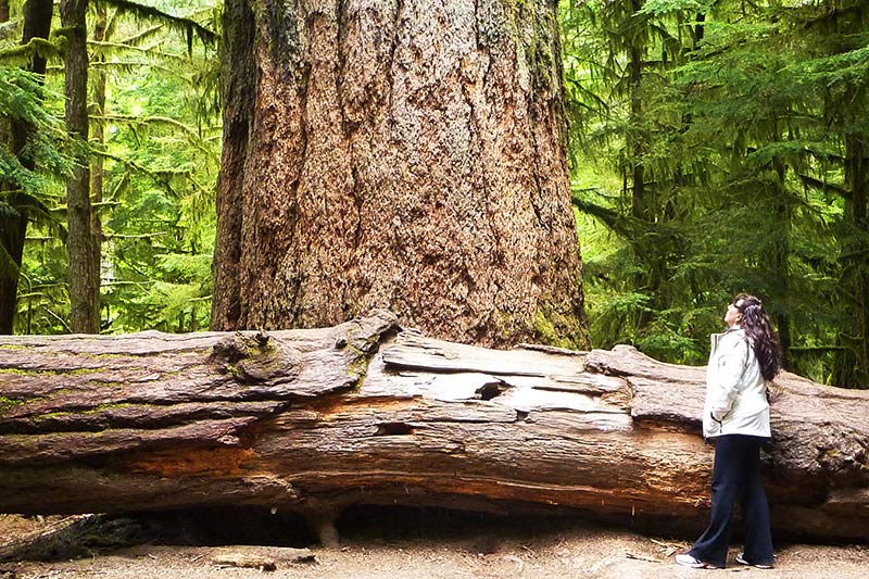 Cathedral Grove, MacMillan Provincial Park, Parksville, Vancouver Island, British Columbia, Canada