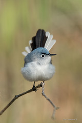 Gnatcatcher (Blue-gray)