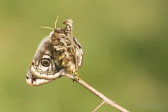 Emperor Moth (Saturnia pavonia) Laying Eggs