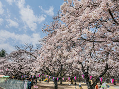 2017日本關東春之旅