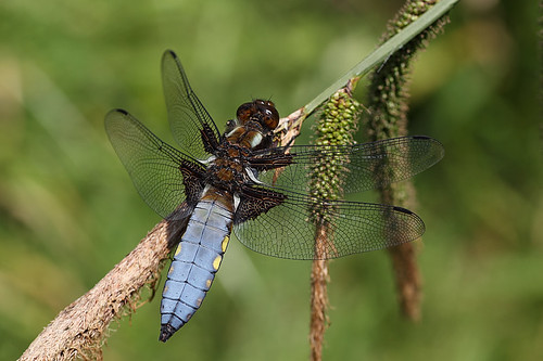 First dragonfly of 2013- Male broad-bodied chaser #4 by Lord V