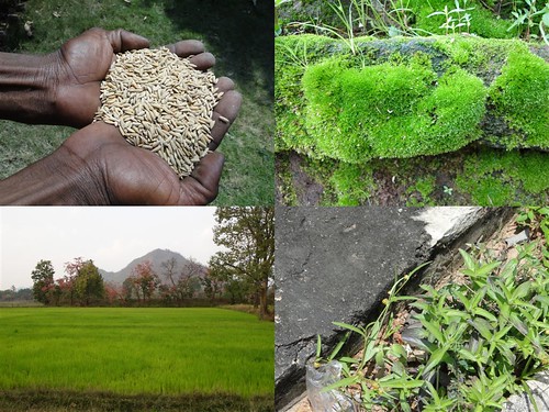 Medicinal Rice Formulations for Diabetes Complications and Heart Diseases (TH Group-56) from Pankaj Oudhia’s Medicinal Plant Database by Pankaj Oudhia