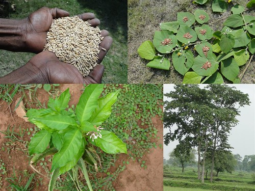 Medicinal Rice Formulations for Diabetes Complications, Heart and Liver Diseases (TH Group-64) from Pankaj Oudhia’s Medicinal Plant Database by Pankaj Oudhia