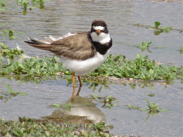 Semipalmated Plover at El Paso Sewage Treatment Center in Woodford County, IL 10