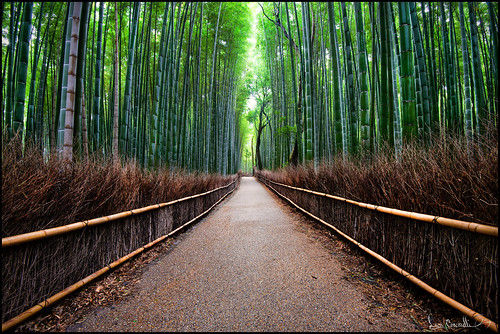 Foresta Di Bambu' by Luca Coscarelli