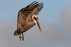 Brown Pelican - Pelecanus occidentalis - Brauner Pelikan
