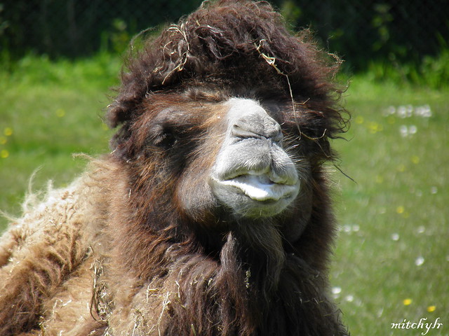 Bactrian Camel 2