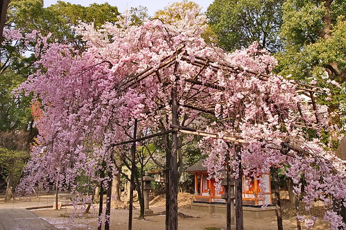 【写真】桜 : 御香宮神社