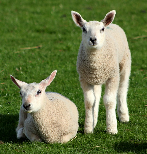 Lambs near Hailes Abbey in the Cotswold England